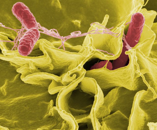 Guerra contra las Bacterias