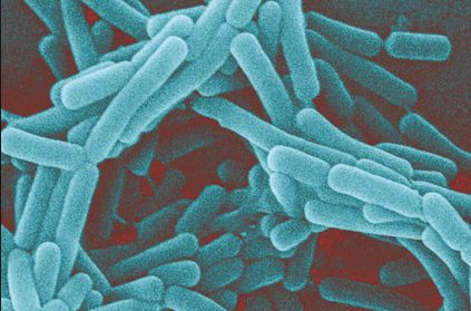 lactobacillus1